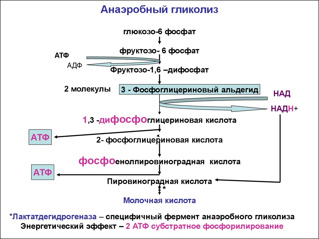 В гликолизе синтезируется атф. Анаэробный гликолиз этапы биохимия. Схема схема анаэробного гликолиза. Анаэробное окисление Глюкозы схема. Стадии анаэробного гликолиза биохимия.