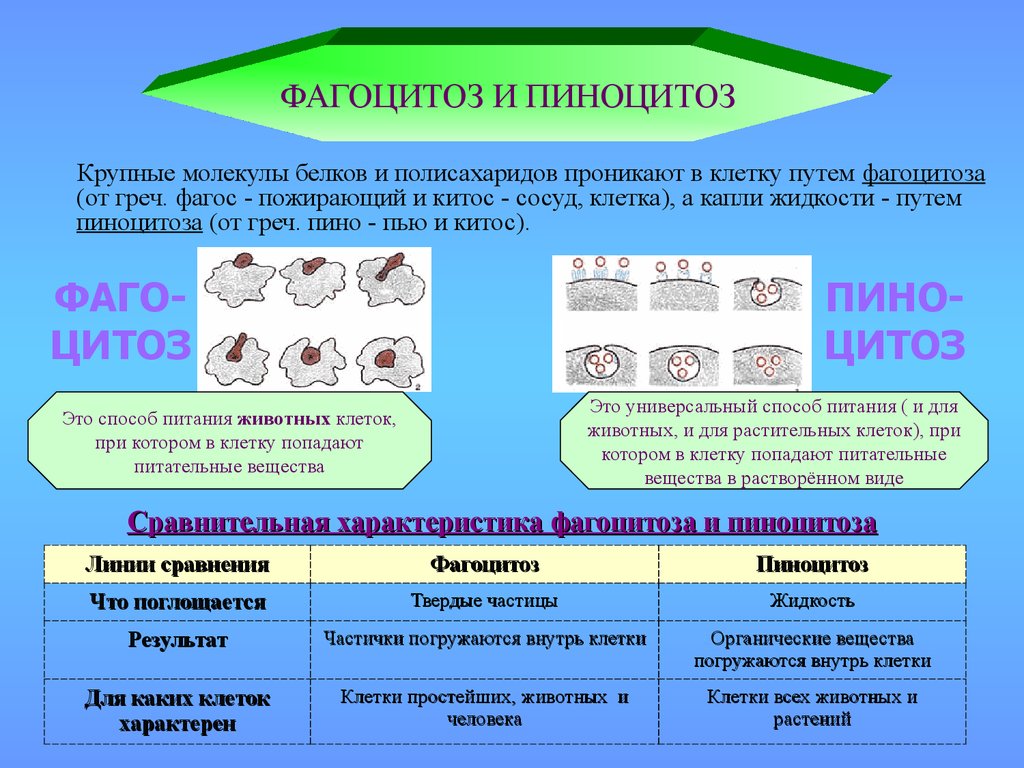 Размерами они способны. Пиноцитоз и фагоцитоз растительной клетки. Строение клетки таблица фотоцитоз. Фагоцитоз характерен для.