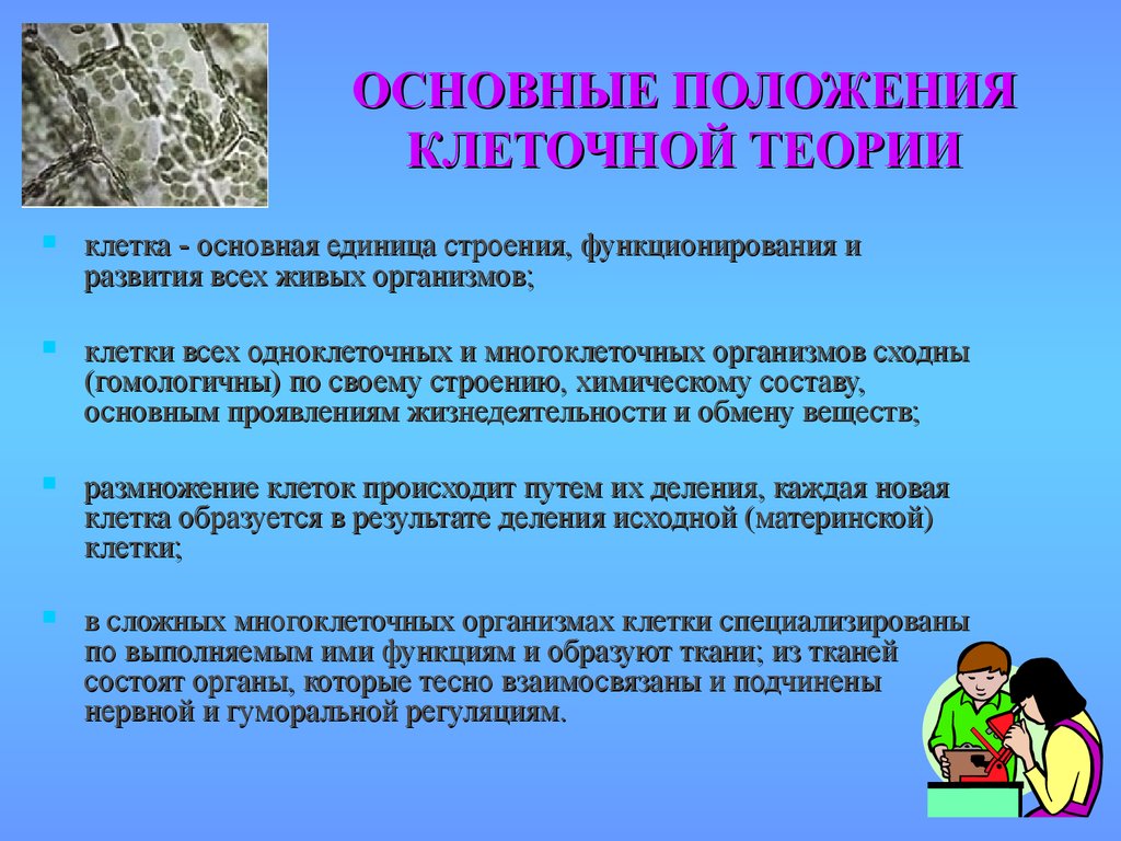 Какие положения клеточной. Основные положения клеточной теории. Клеточная теория презентация. Основы положения клеточной теории строения организмов. Основные положения клеточной теории кратко.