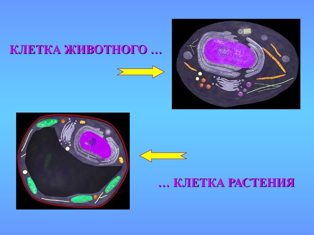 Клетка 9. Растительная клетка цитология. Тема клетка 9 класс. Клетка для презентации. Генетический материал растительной клетки.