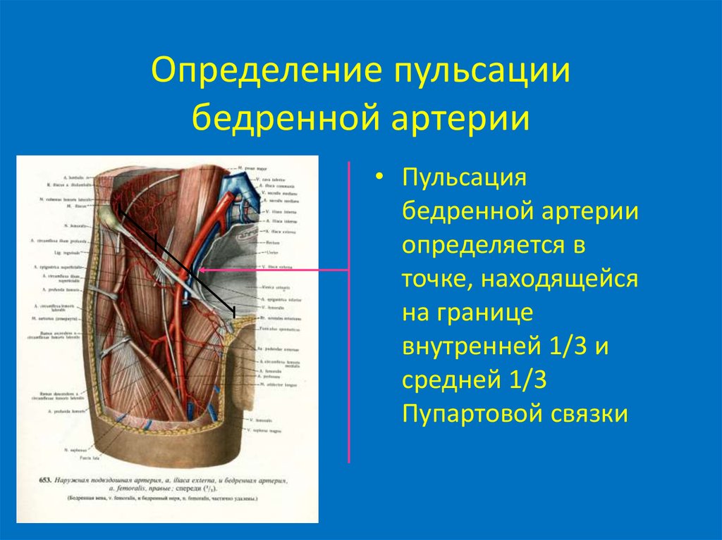 Пульсирующие артерии