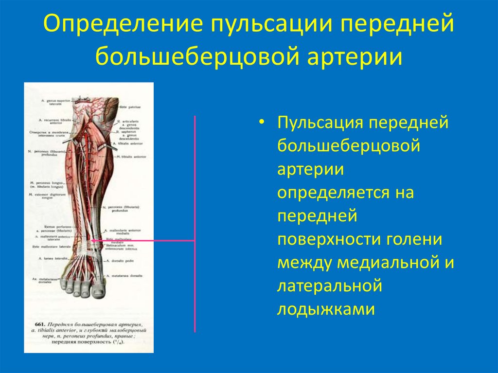 Пульсация артерий стопы