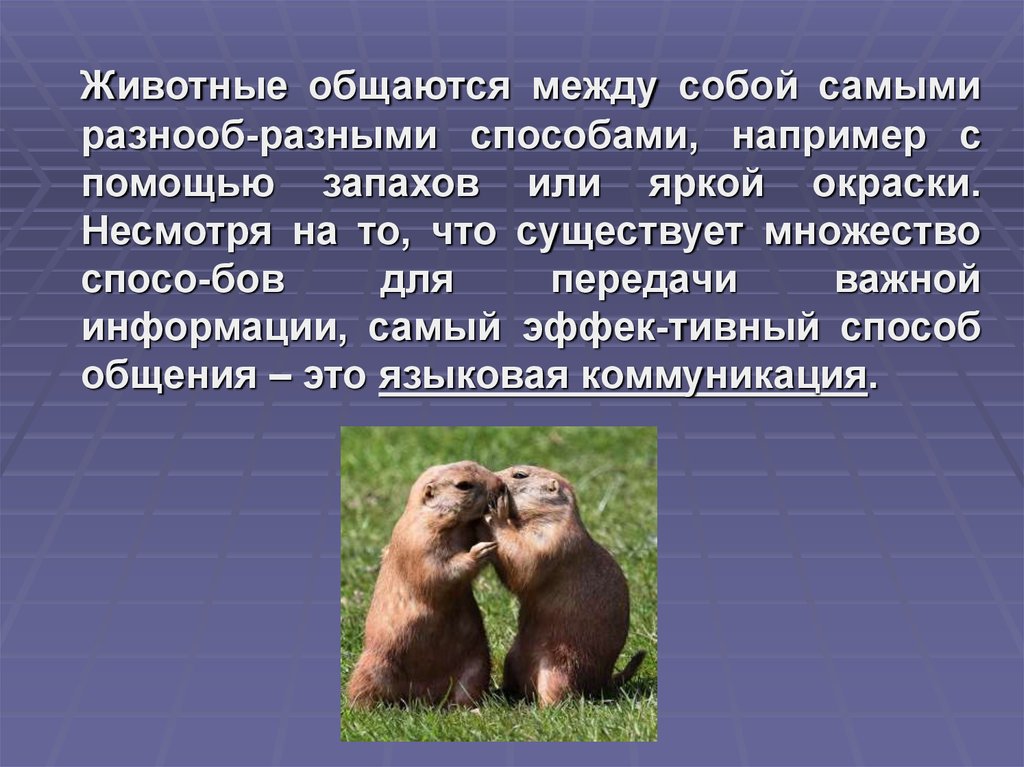 Языком общения называют. Как животные общаются между собой. Способы общения животных между собой. Как общаются между собой животные сообщение. Доклад как животные общаются между собой.