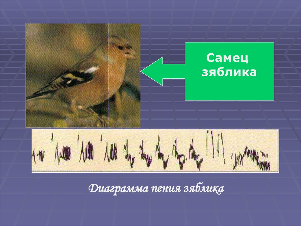 Зяблик с михалков презентация