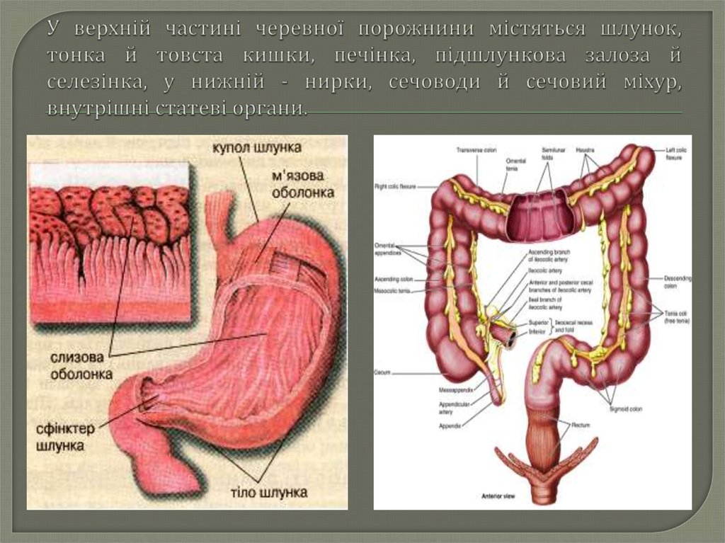 У верхній частині черевної порожнини містяться шлунок, тонка й товста кишки, печінка, підшлункова залоза й селезінка, у нижній - нирки, сечо