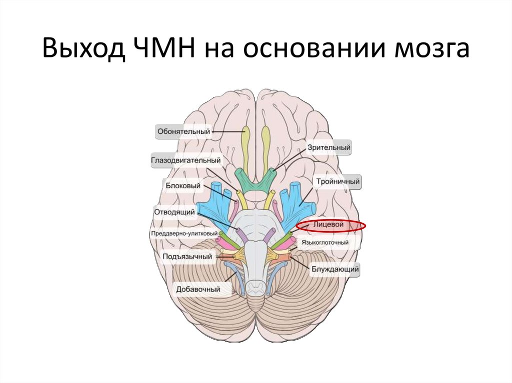 Черепные нервы череп. Черепно мозговые нервы строение. Строение черепно мозгового нерва. Черепно мозговые нервы анатомия строение. 12 Пар черепно мозговых нервов рисунок.