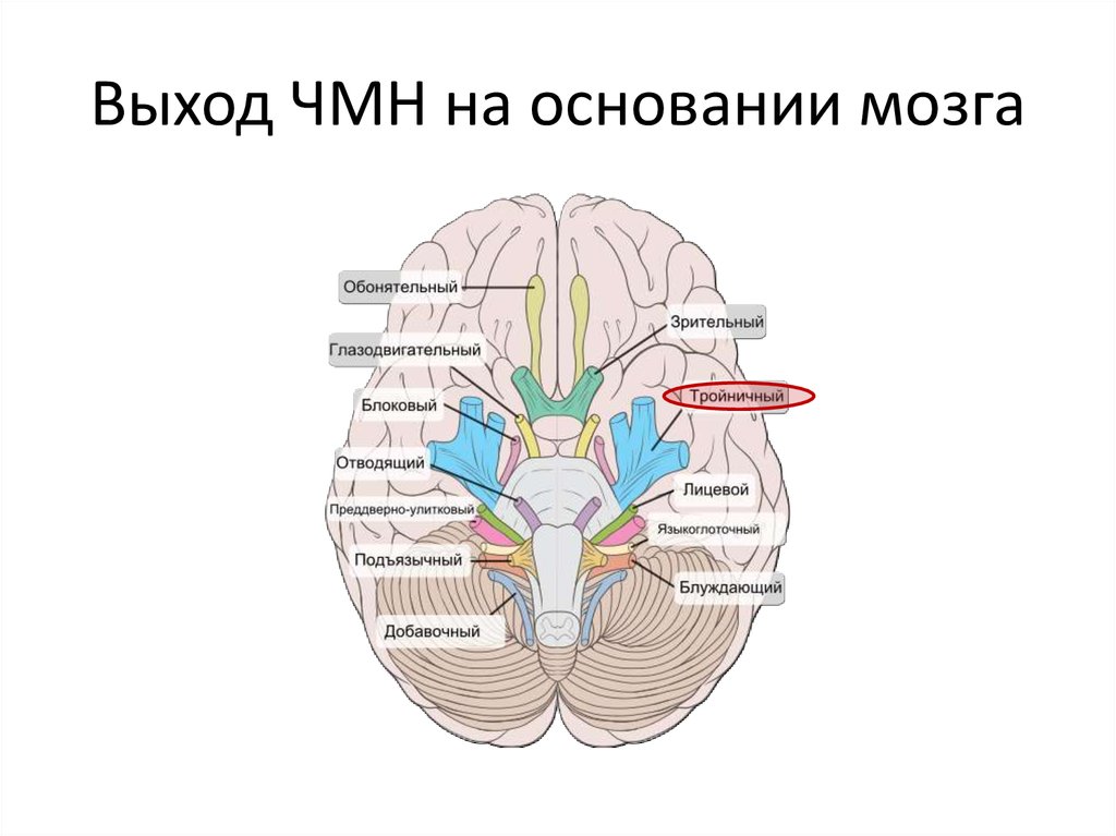 Расположение черепных нервов