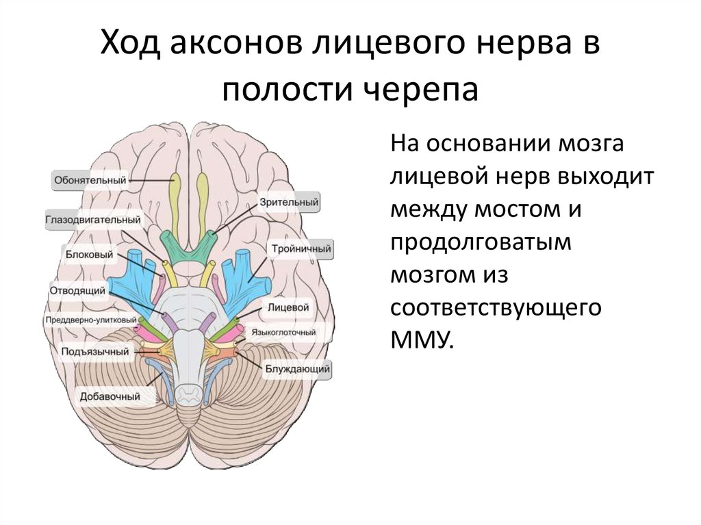 Место выхода нерва из мозга