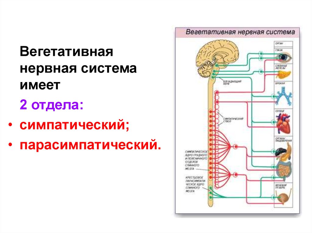 Вегетативные связи. Парасимпатический отдел вегетативной нервной системы схема. Топографию центральных отделов вегетативной нервной системы. Симпатическая часть вегетативной нервной системы схема. Вегетативная нервная система схема спинного мозга.