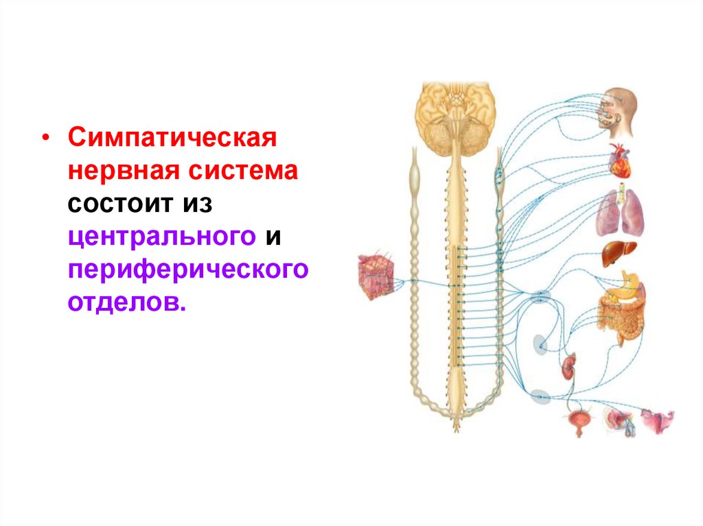 Нервы симпатического отдела. Вегетативная нервная система и соматическая нервная система. Периферический отдел вегетативной нервной системы. Вегетативная нервная система Центральный и периферический отделы. Нервная система соматическая и вегетативная симпатическая.