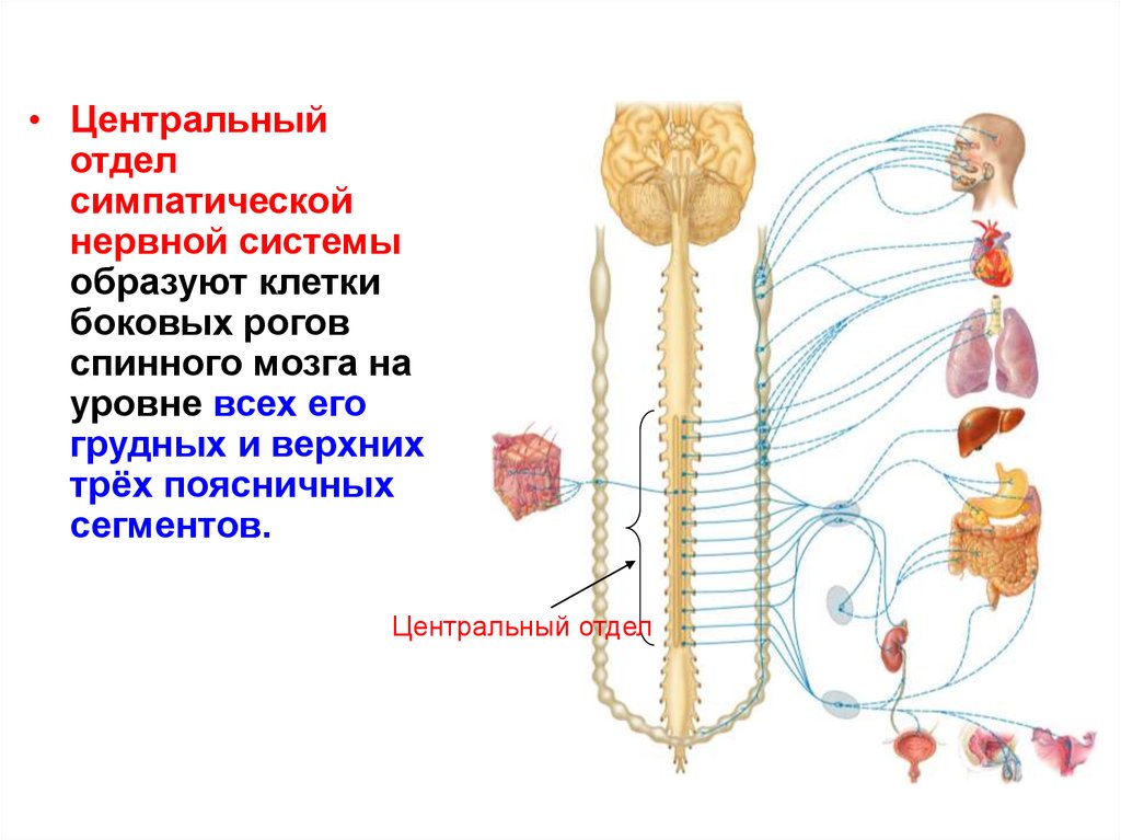 Нервы симпатического отдела. Вегетативная нервная система Центральный и периферический отделы. Центральный отдел вегетативной симпатической нервной системы. Периферический отдел симпатической вегетативной нервной системы. Симпатическая нервная система Центральный и периферический отделы.