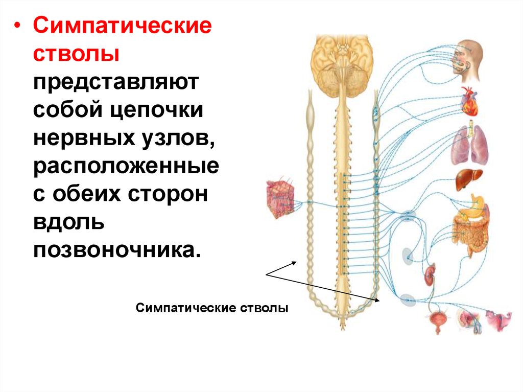 Нервные узлы и нервные стволы. Топография симпатического ствола схема. Симпатическая нервная цепочка. Нервные узлы симпатической нервной системы. Цепочка симпатических ганглиев.