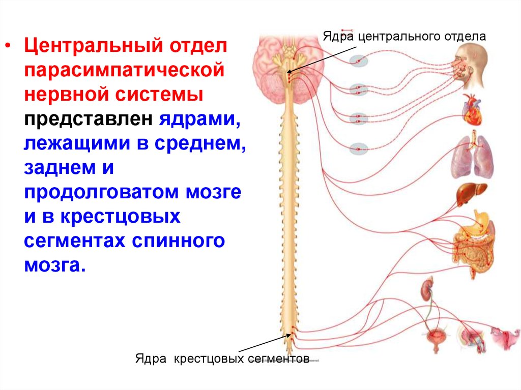 Ядра симпатического отдела. Структуры центрального отдела вегетативной нервной системы:. Центральный отдел вегетативной симпатической нервной системы. Строение парасимпатического отдела нервной системы. Строение ядер центральных отделов вегетативной нервной системы.