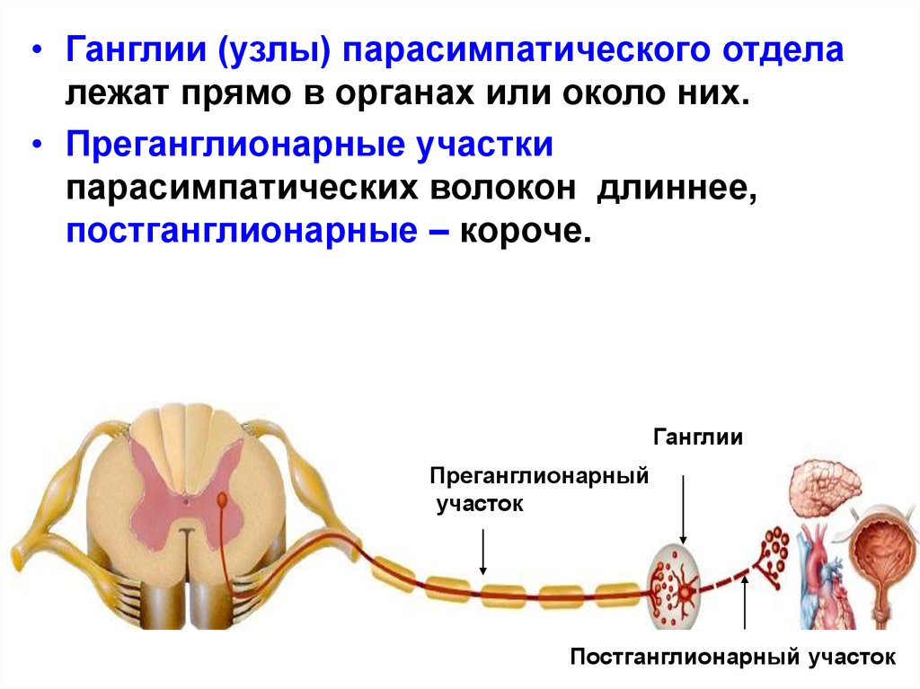 Строение нервного узла. Постганглионарные волокна вегетативной нервной системы. Ганглии парасимпатического отдела. Ганглии соматической нервной системы. Анатомия:вегетативные узлы( ганглии).