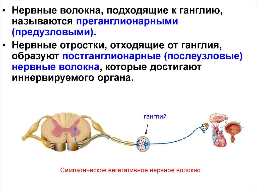 Иннервируемые органы соматической нервной системы. Ганглии вегетативной нервной системы. Ганглии соматической нервной системы. Нервные волокна вегетативной нервной системы. Соматическая нервная система ганглиев.