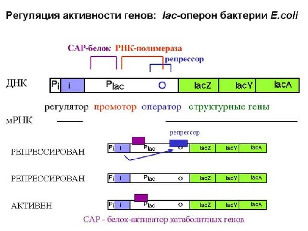 Регуляция генов прокариот