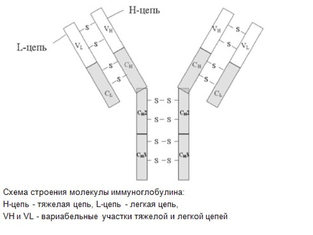 Иммуноглобулин g4. Структура иммуноглобулина схема. Схема строения иммуноглобулина. Структура молекулы иммуноглобулина. Схема молекулы иммуноглобулина g (IGG).