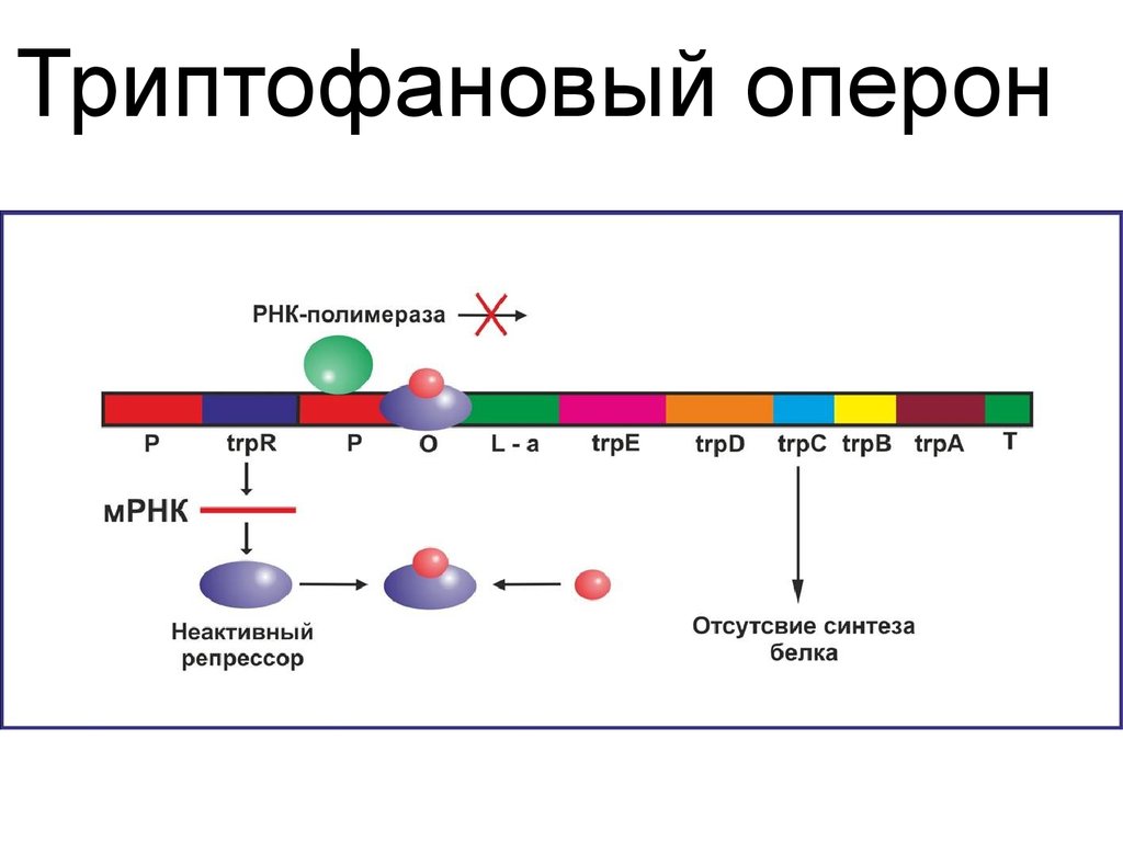 Регуляция генов прокариот. Схема работы лактозного оперона у прокариот. Строение триптофанового оперона. Репрессия синтеза белков. Триптофановый оперон. Схема триптофанового оперона.