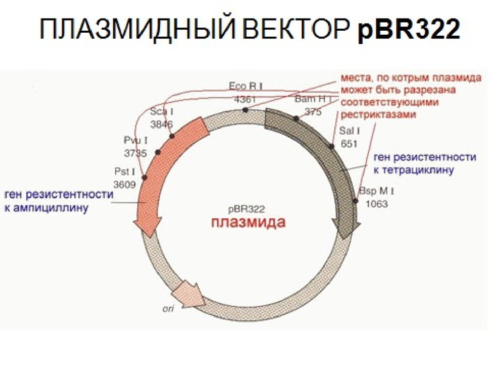 cultural history after