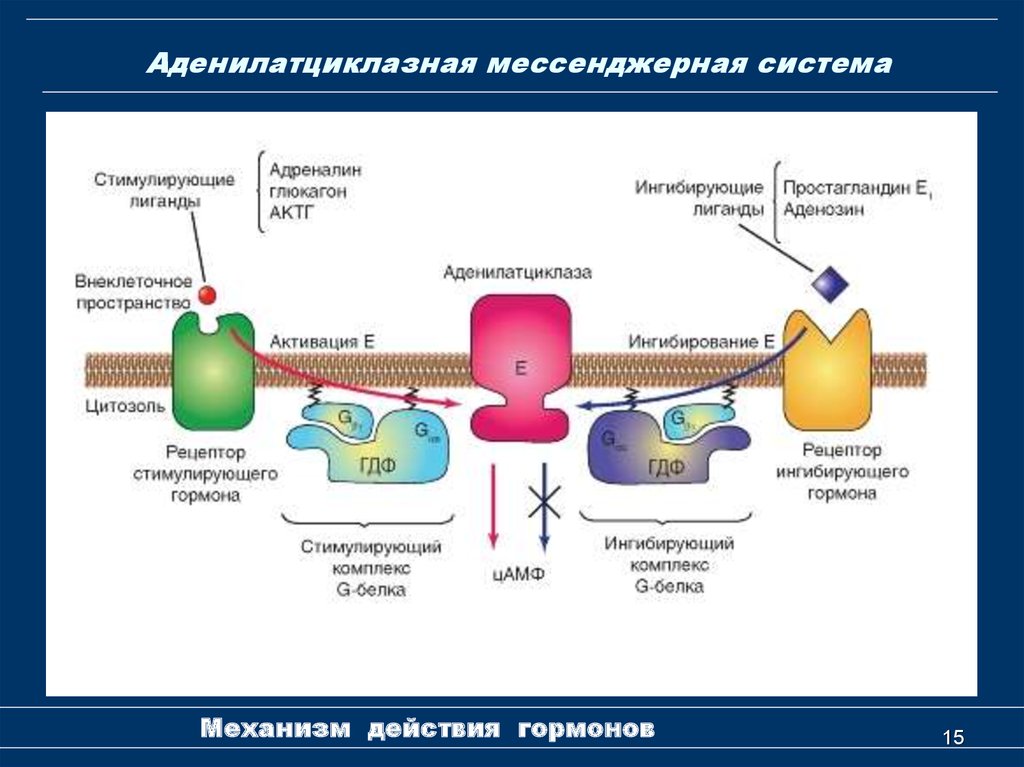 Сигнала фермент. Схема действия гормонов через аденилатциклазную систему. Механизм действия гормона аденилатциклазной системы. Аденилатциклазный механизм передачи гормонального сигнала. Аденилатциклазный механизм действия гормонов.