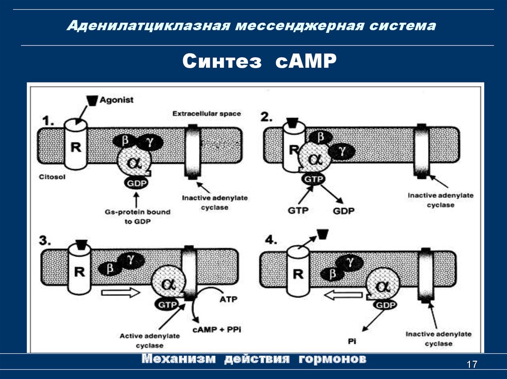 Аденилатциклазная система схема