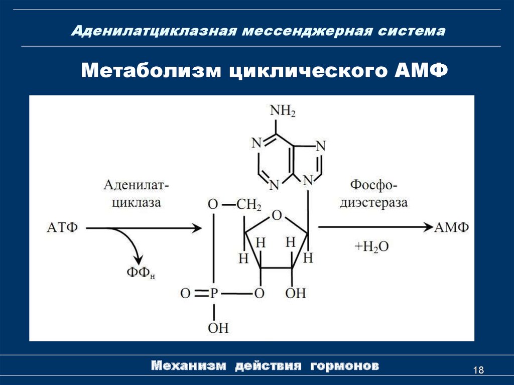 Аденилатциклазная система схема