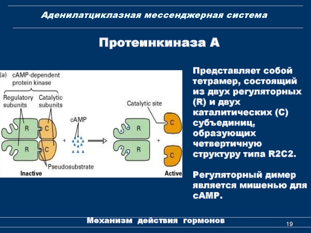 Протеинкиназа а. Аденилатциклаза протеинкиназа. Аденилатциклазная мессенджерная система биохимия. Протеинкиназа механизм действия. Аденилатциклазная система схема.