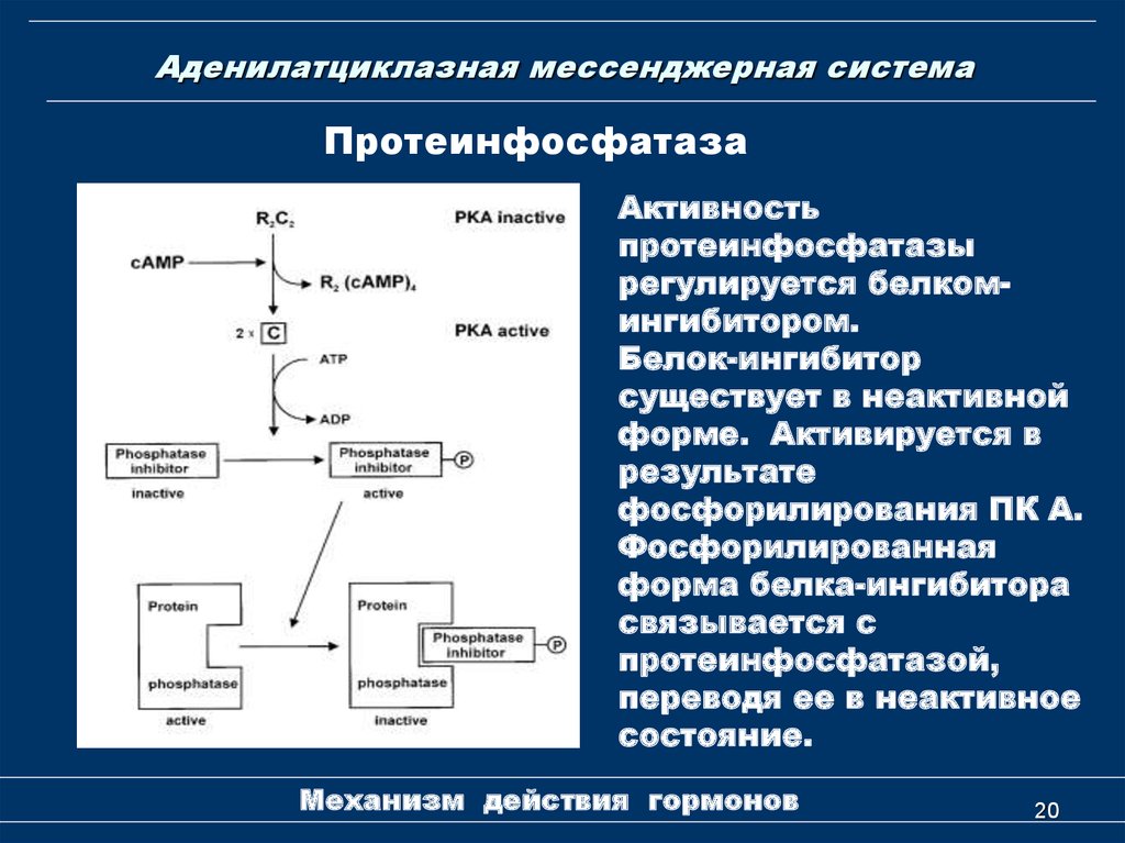 Биохимическая система