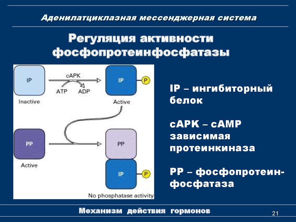 Аденилатциклазная система схема