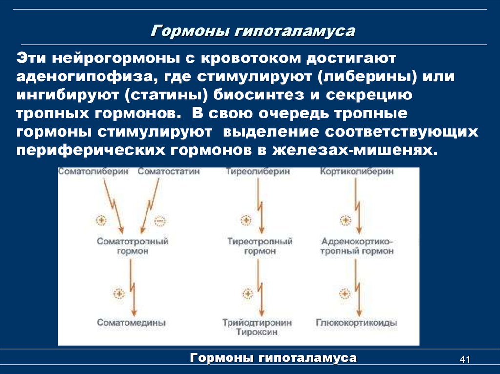 На рисунке изображены ткани и органы функции которых регулируют гормоны