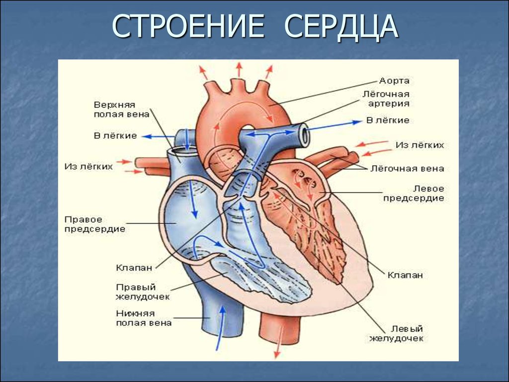 Сердце человека состоит из. Строение сердца человека анатомия. Строение сердца и функции схема. Схема структуры строения сердца. Строение сердца человека схема с описанием.