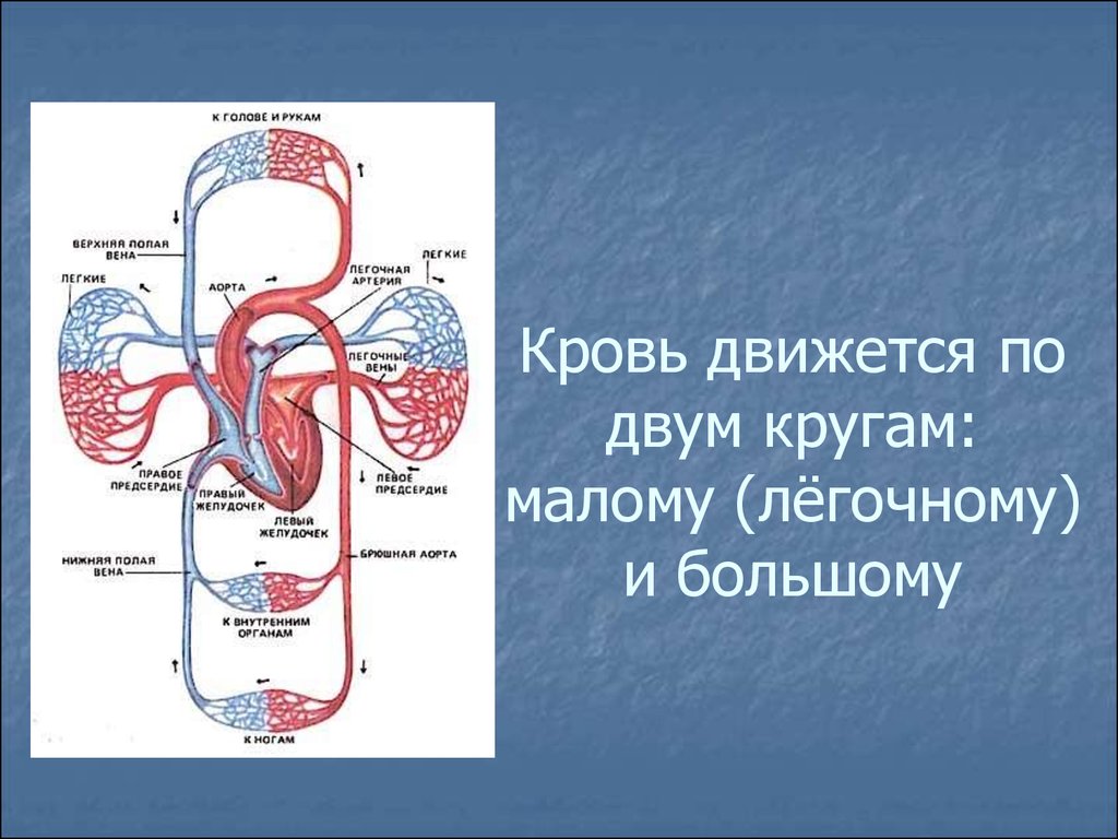 Принципы кровообращения. Артерии большого и малого круга кровообращения схема. Схема малого круга кровообращения. Малый круг и большой круг кровообращения. Схема малого круга кровообращения схема.