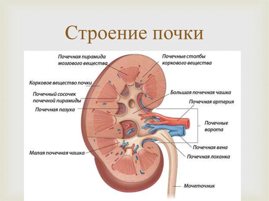 Строение почки анатомия рисунок