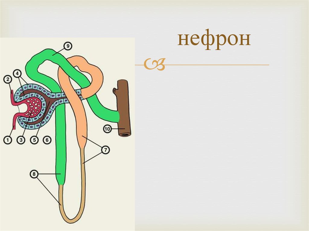 Нефрон человека рисунок