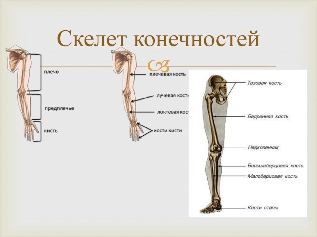 Тема скелет конечностей