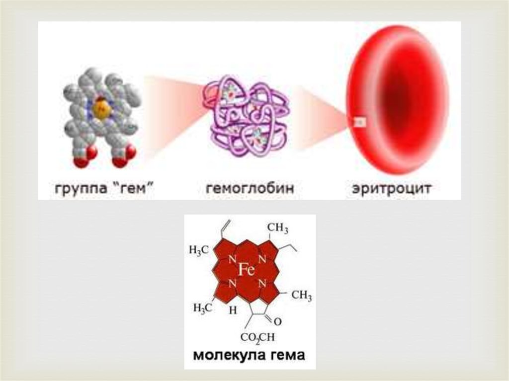 Эритроциты и гемоглобин. Гемоглобин в крови. Клетка гемоглобина. Железо в гемоглобине. Эритроциты гемоглобин железо.