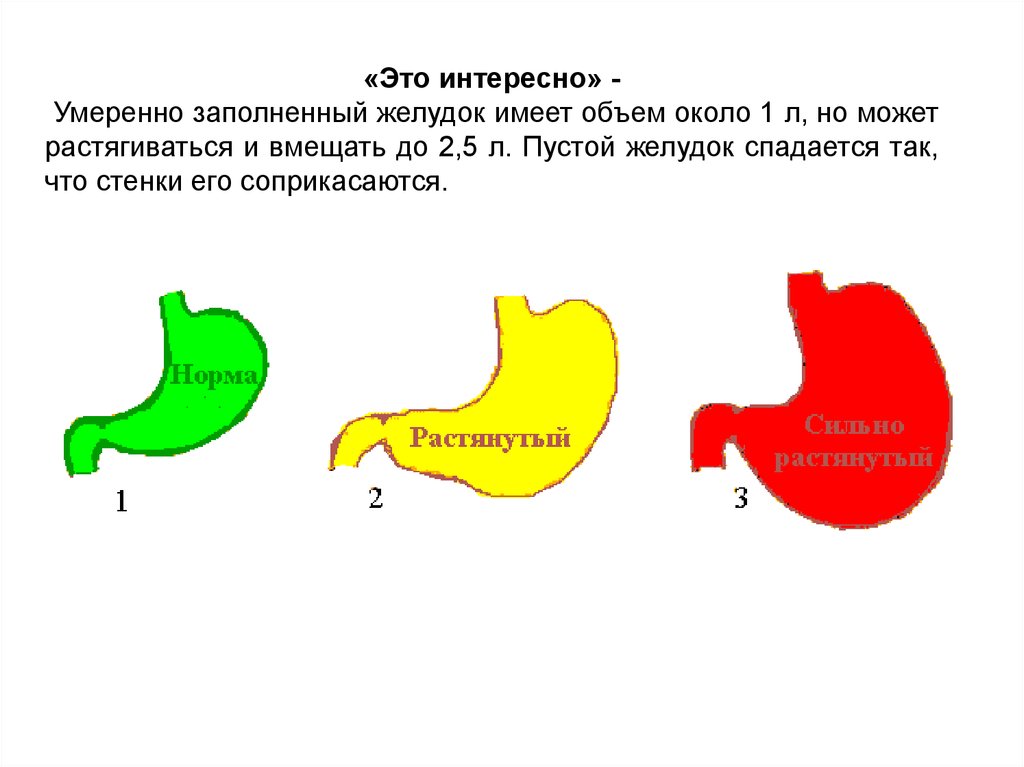 Наблюдение действия желудочного сока на белки