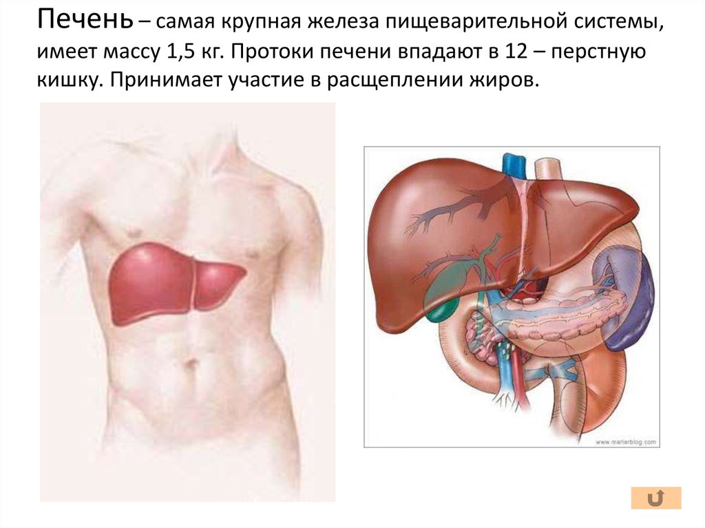 Презентация на тему печень