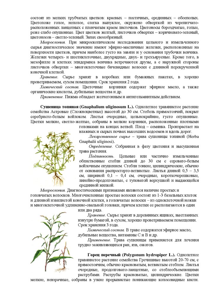 Трава Сушеницы Топяной Фармакогнозия – Telegraph
