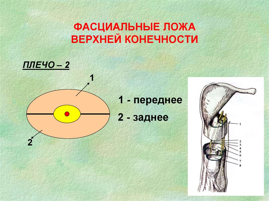 Перегородки предплечья. Фасциальные ложа верхней конечности. Фасциальные ложа плеча. Переднее фасциальное ложе плеча. Фасциальное ложе предплечья.