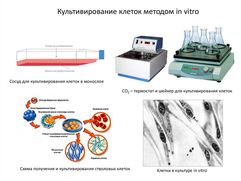 В чем сущность метода культуры клеток. Метод клеточных культур схема. Метод культуры клеток животных. Культивирование клеток. Методы культивирование клеток животных.
