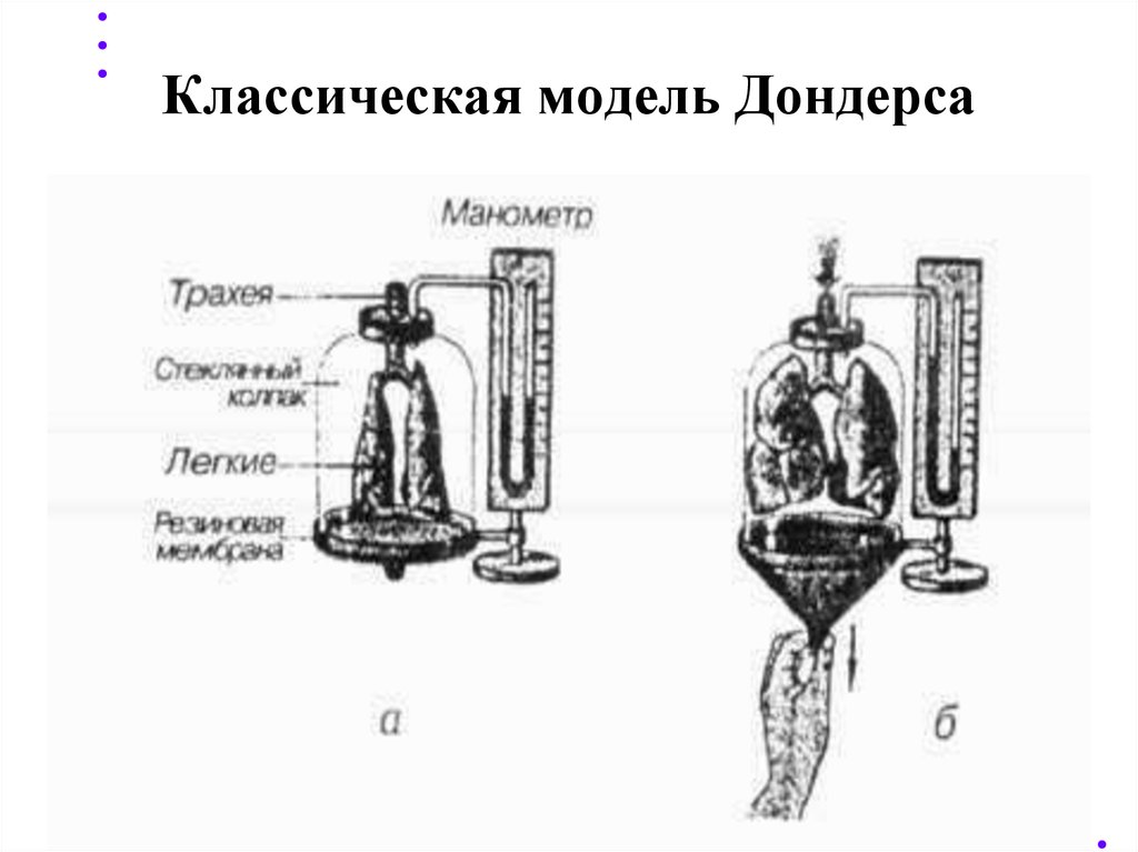 Модель физиолога дондерса