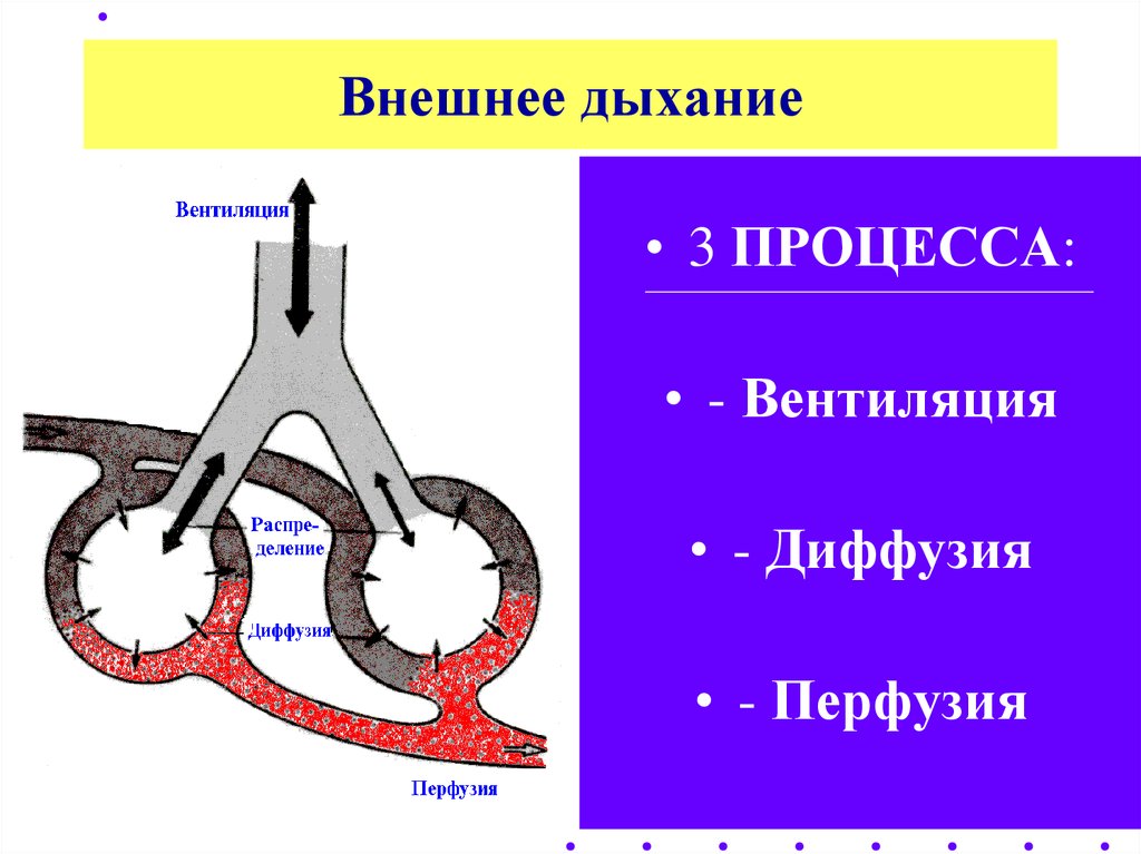 Внешнее дыхание презентация