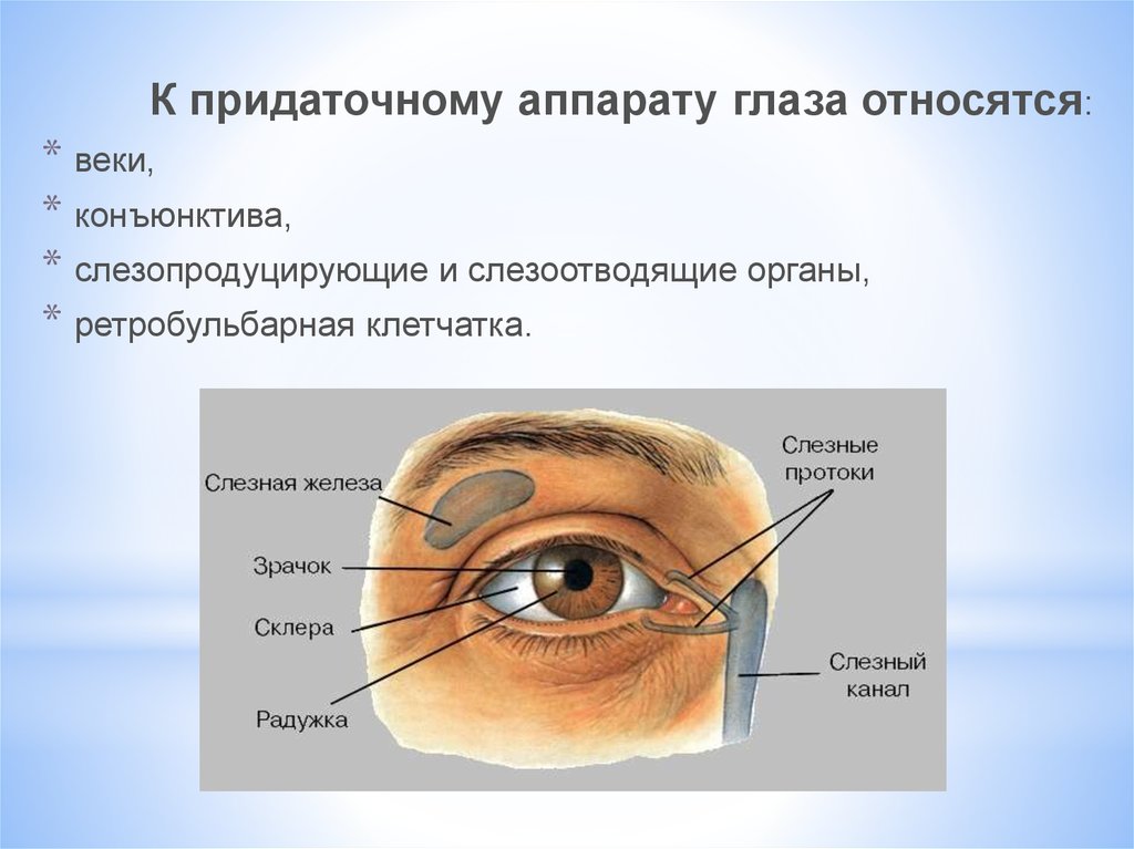 Брови аппарат глаза. Ретробульбарная клетчатка глаза это анатомия. Вспомогательный аппарат глаза конъюнктива. Строение глаза и его придаточного аппарата. Вспомогательный аппарат глазного яблока.
