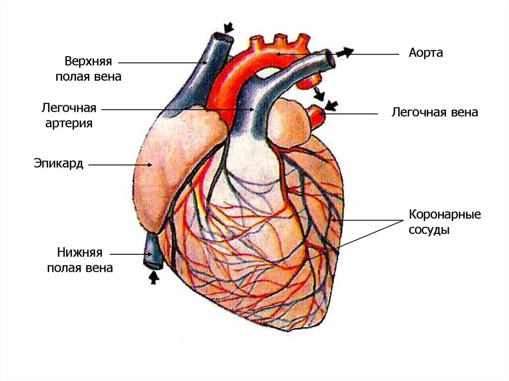 Сердце верхнее. Нижняя полая Вена анатомия сердца. Верхняя полая Вена анатомия сердца. Сердце человека легочная артерия анатомия. Верхняя и нижняя полая Вена сердце.