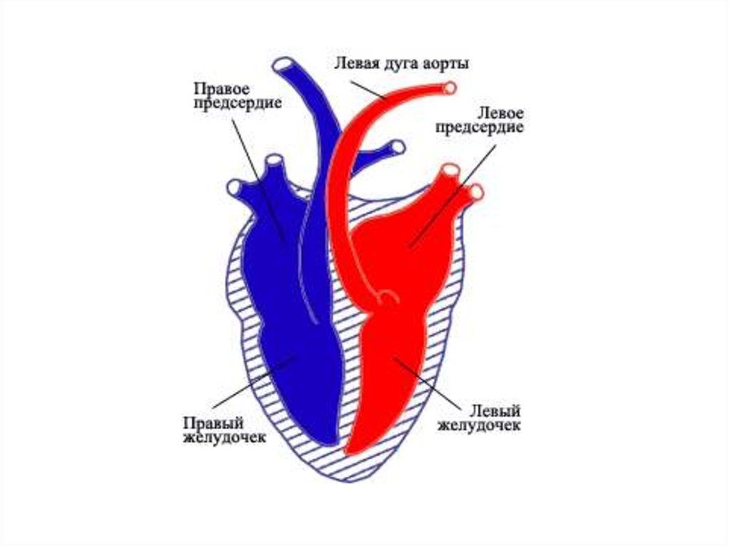 Предсердие желудка. Строение сердца, правый желудочек, левый. Правое предсердие левое предсердие желудочек. Ktdjt ghfdjt ghtlcthlb zktdsq b ghfdsq ;tkeljxrb. Строение сердца правое и левое предсердие.