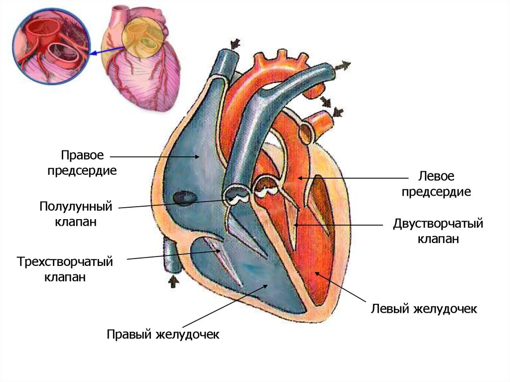 Правое предсердие является. Строение сердца трехстворчатый клапан. Строение сердца человека схема клапаны. Строение сердца с клапанами схема. Клапаны сердца анатомия трехстворчатый строение.