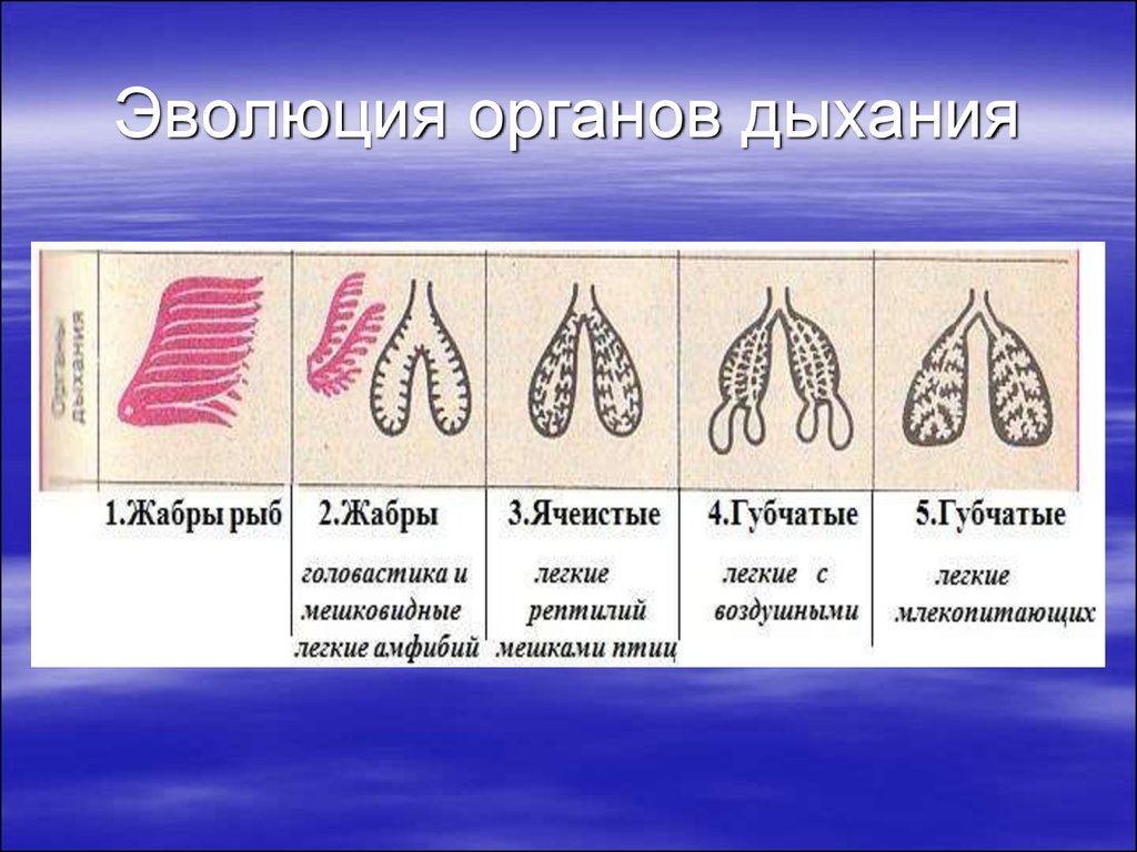 Легочное дыхание у хордовых. Эволюция дыхательной системы позвоночных. Эволюция дыхательной системы Хема. Дыхательная система Эволюция дыхательной системы. Эволюция дыхательной системы млекопитающих.