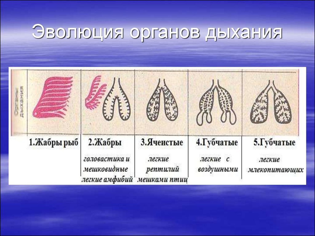 Типы легких. Эволюция дыхательной системы позвоночных животных. Дыхательная система Эволюция дыхательной системы. Эволюция дыхательной системы позвоночных таблица. Дыхательная система хордовых.