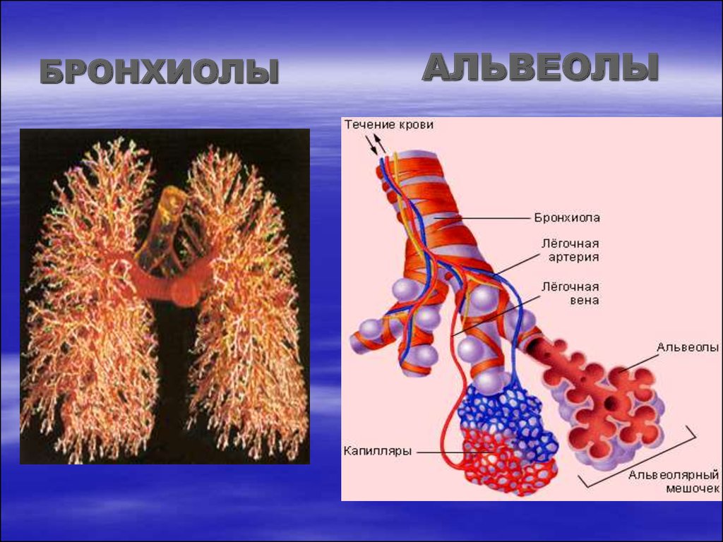 Альвеолярные легкие характерны для. Бронхиальные трубочки и бронхиолы. Терминальные и дыхательные бронхиолы. Бронхиолы анатомия. Альвеолы анатомия.